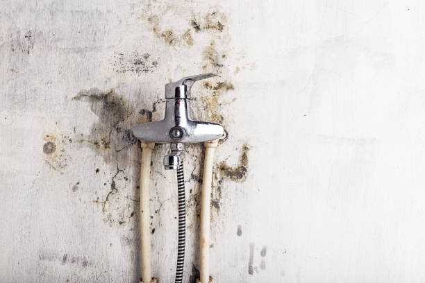 Best Certified Mold Removal  in Old Jefferson, LA