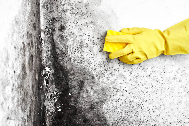 Best Black Mold Removal  in Old Jefferson, LA