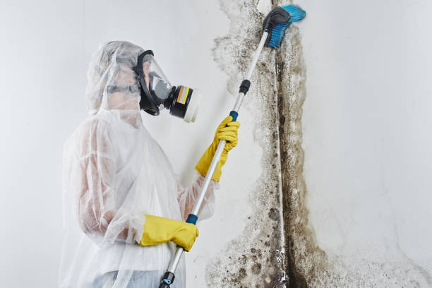 Attic Mold Removal in Old Jefferson, LA