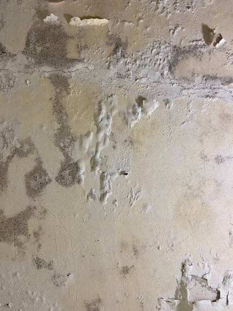 Best Mold Removal Company Near Me  in Old Jefferson, LA