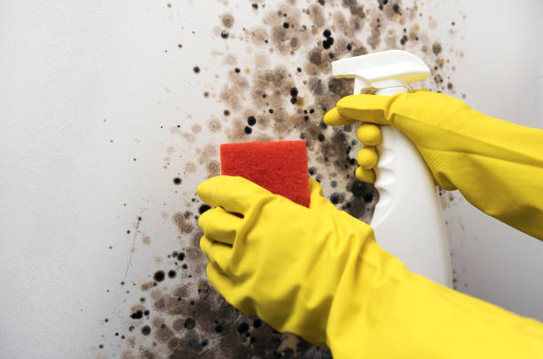 Certified Mold Removal in Old Jefferson, LA