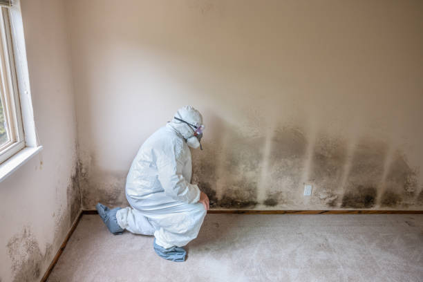  Old Jefferson, LA Mold Removal Pros