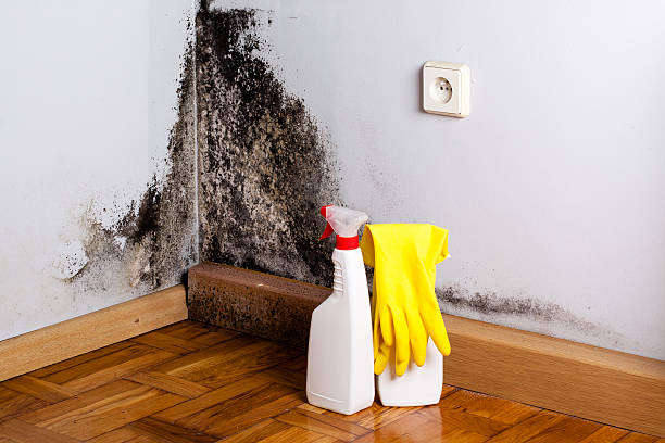 Best Emergency Mold Removal  in Old Jefferson, LA