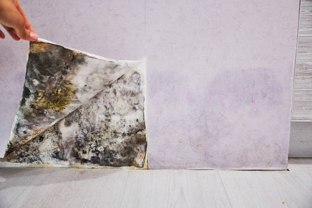 Best Mold Removal Near Me  in Old Jefferson, LA